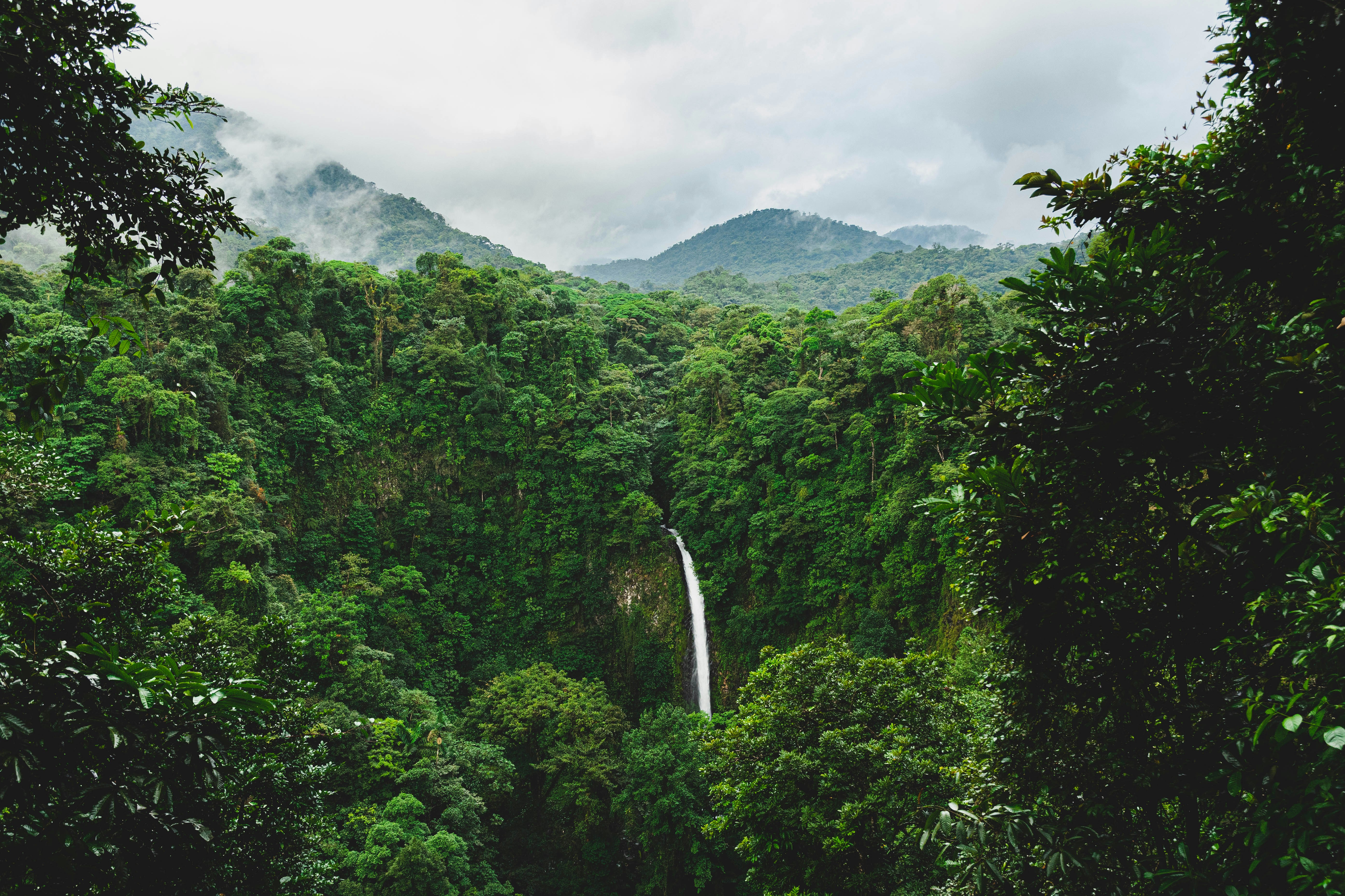 Floresta tropical exuberante na Costa Rica com fauna exótica