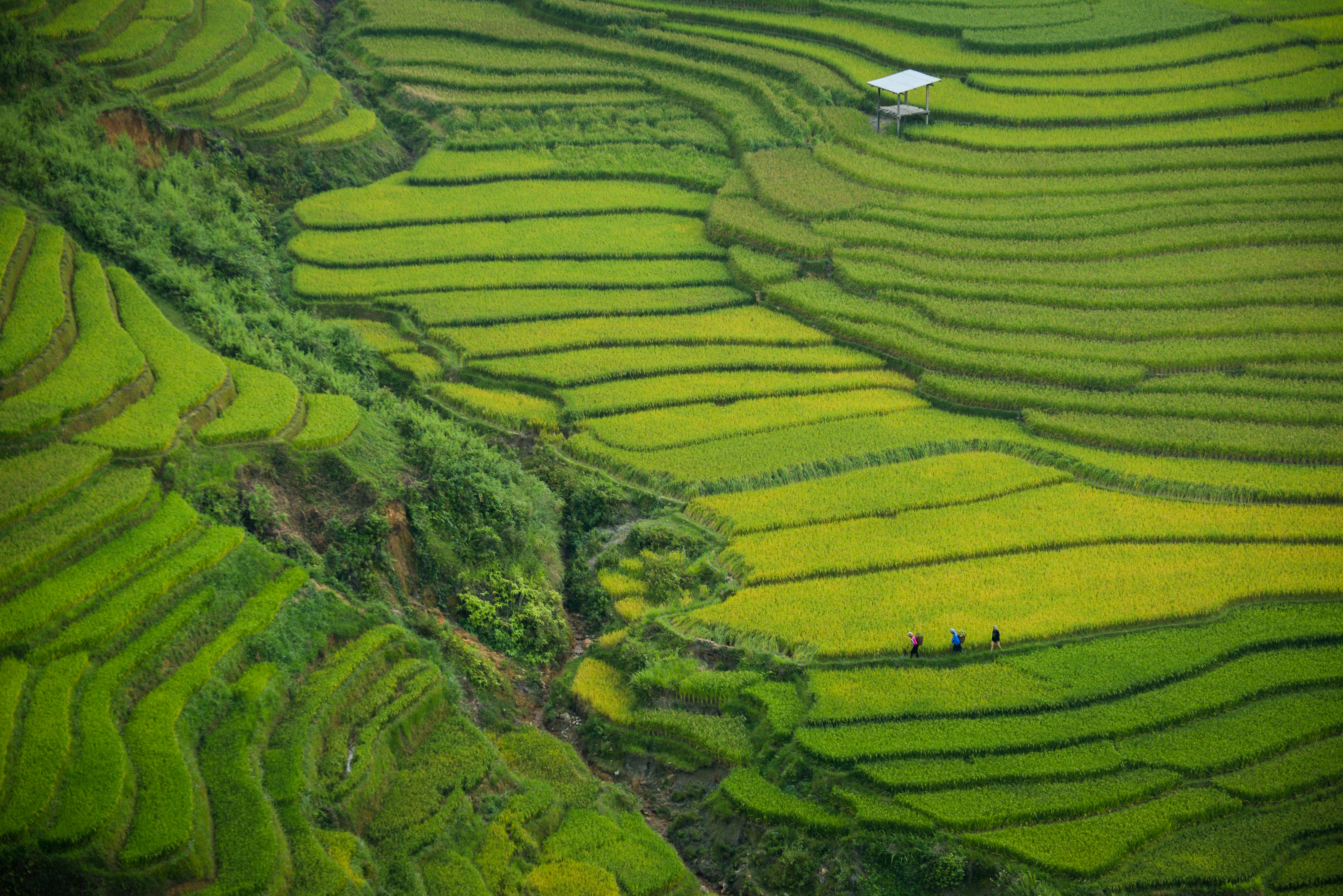 Socalcos de arroz verdejantes em Sapa, Vietname, com um agricultor local de chapéu cónico a caminhar por um trilho de terra estreito